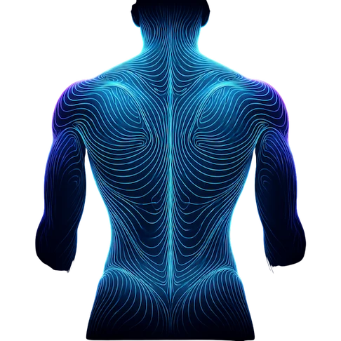 Deep tissue massage therapy - topographic contour illustration of full back and spine